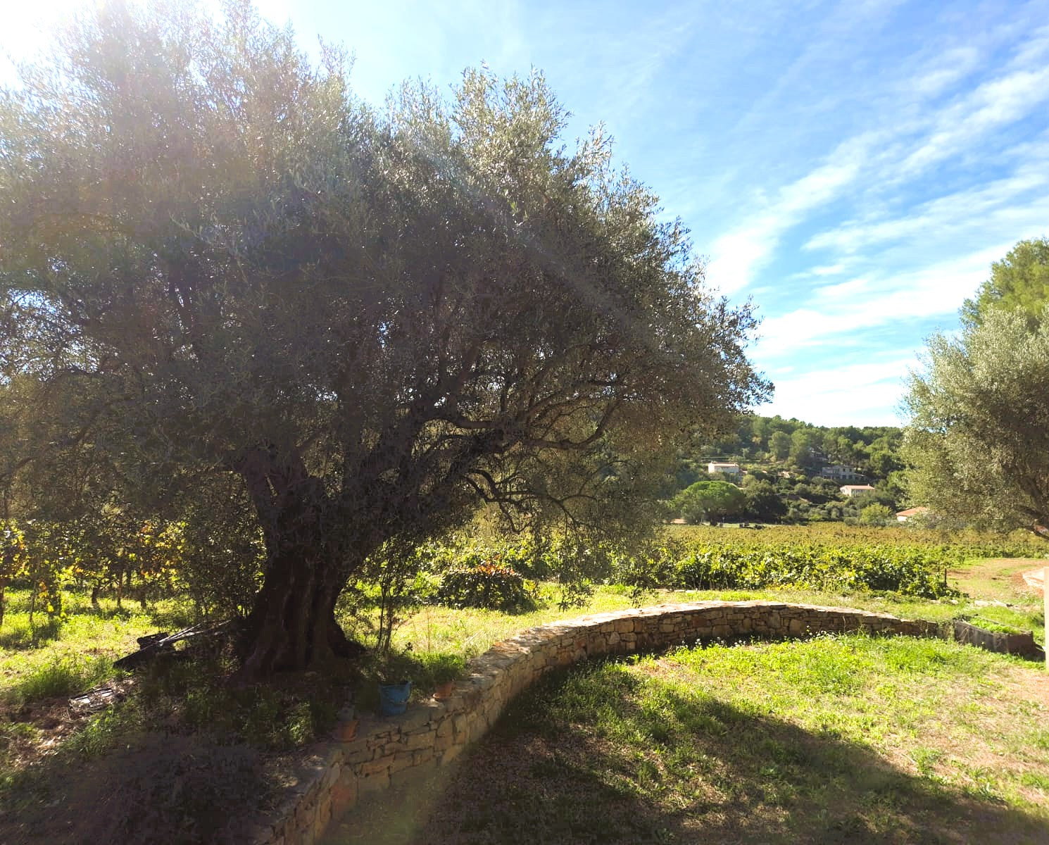 ML PHOTO- Domaine de Terrebrune 10