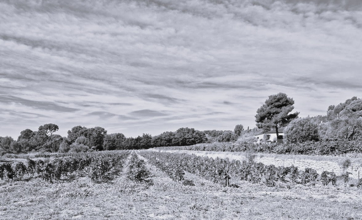 ML PHOTO- Domaine de Terrebrune 11