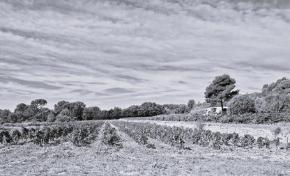 ML PHOTO- Domaine de Terrebrune 11